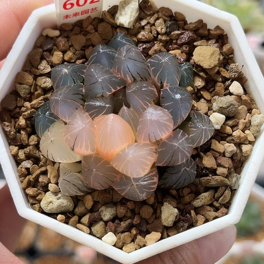 602霓虹灯玉露锦福利福利