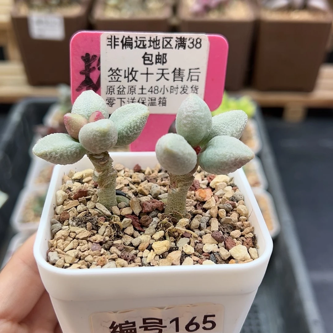 165白糖豆多肉植物