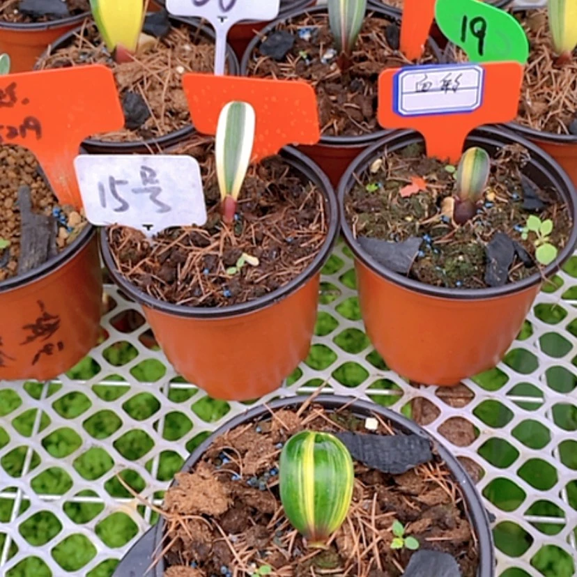 【闪购商品】当前无花朵，栽培后可花朵洪**涛