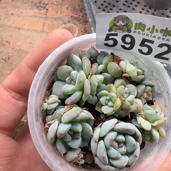 多肉植物多肉植物