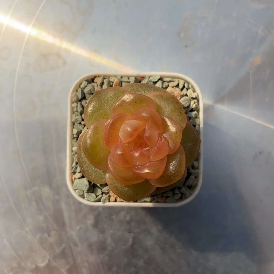 珍妮杂交一物一拍