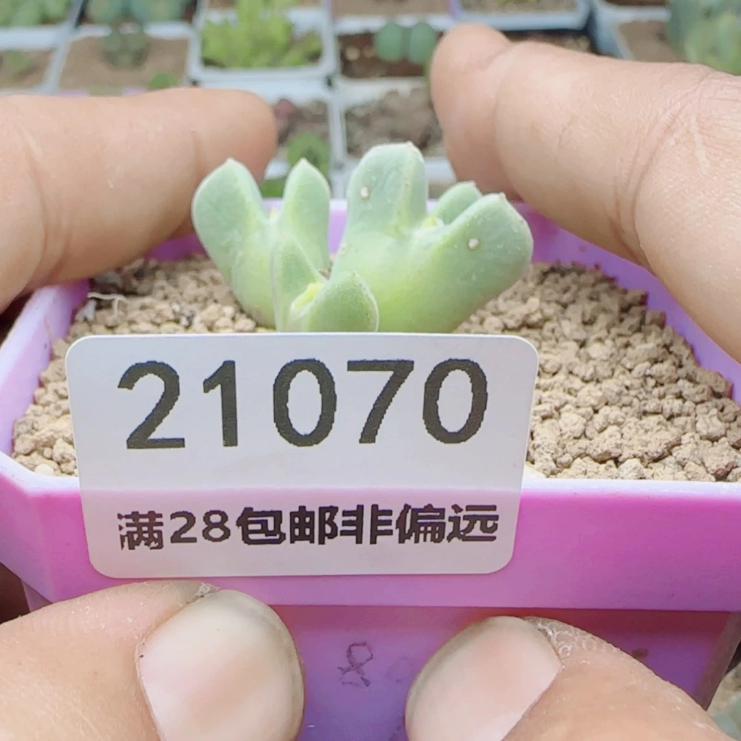 【闪购商品】梦***?21070