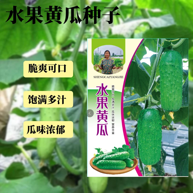 农家自种水果黄瓜种子正品黄瓜籽生吃脆甜无渣春秋种植阳台盆栽