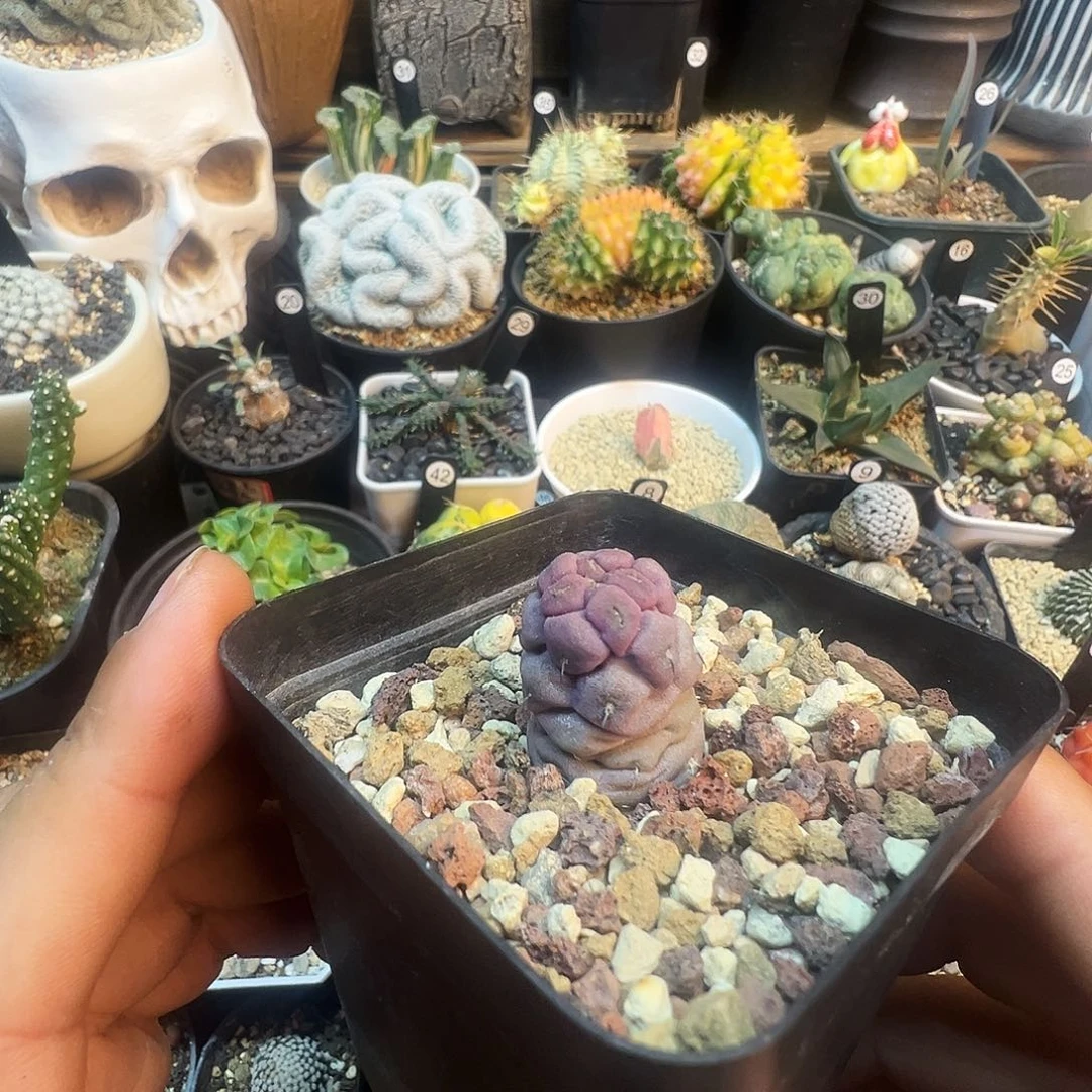 实生习志野带盆发货