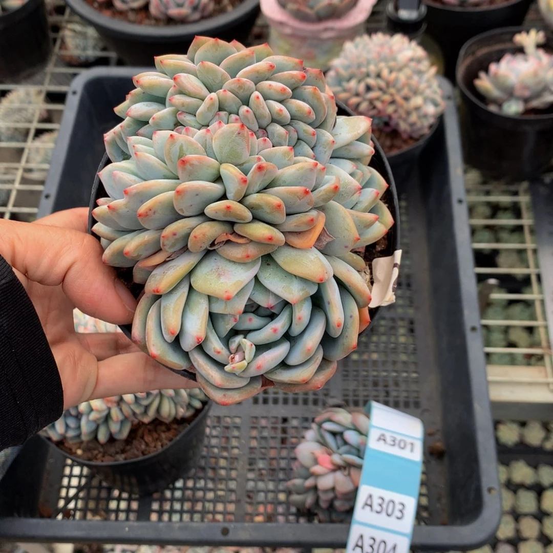 晓*302缀嗯嗯嗯我想看电影