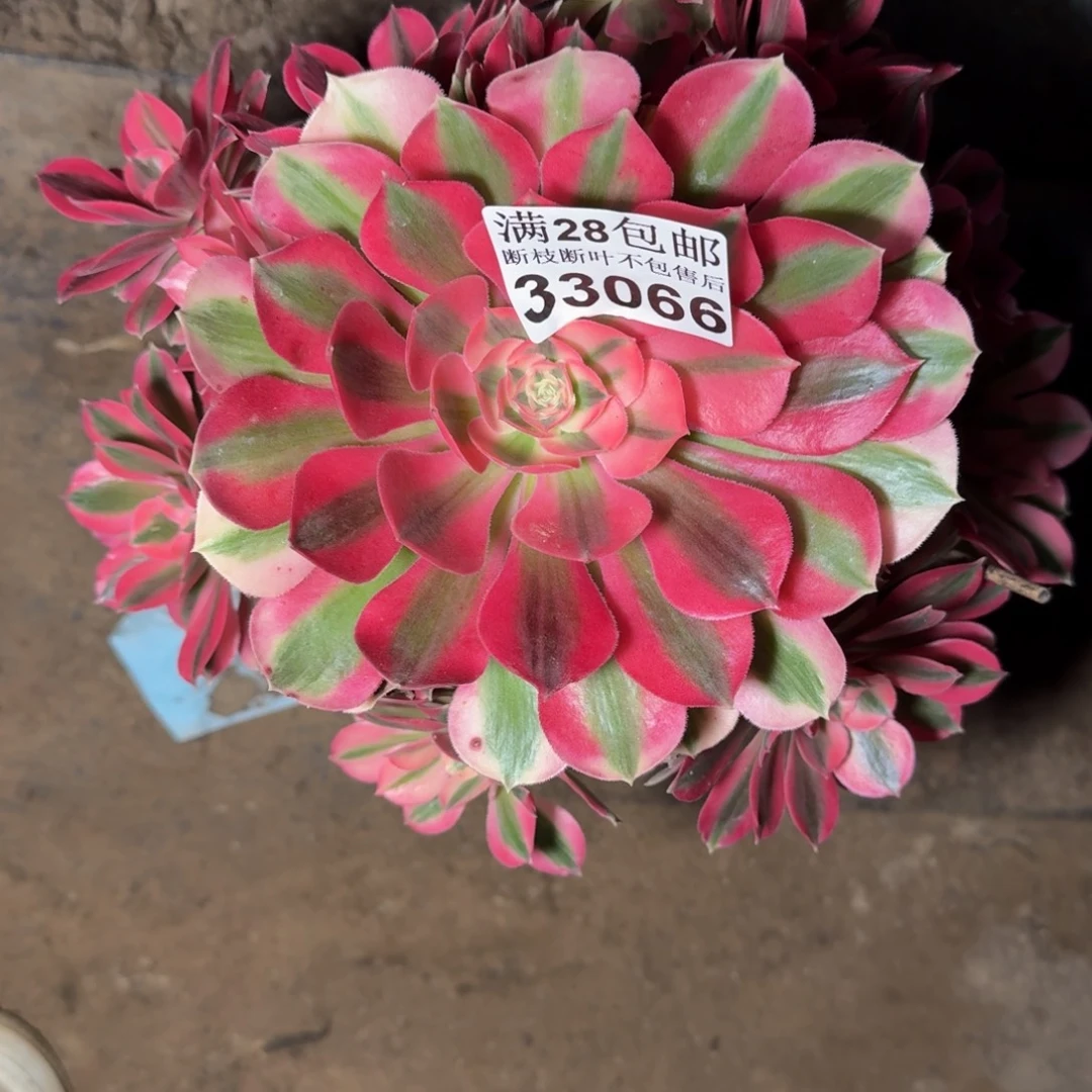 33066女巫多肉植物