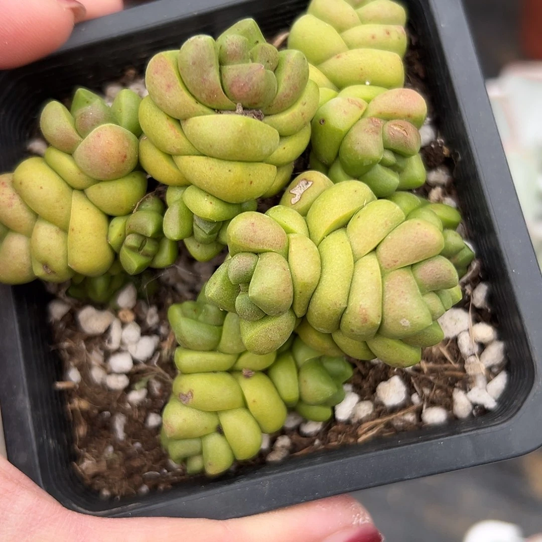 多肉植物寿无限群