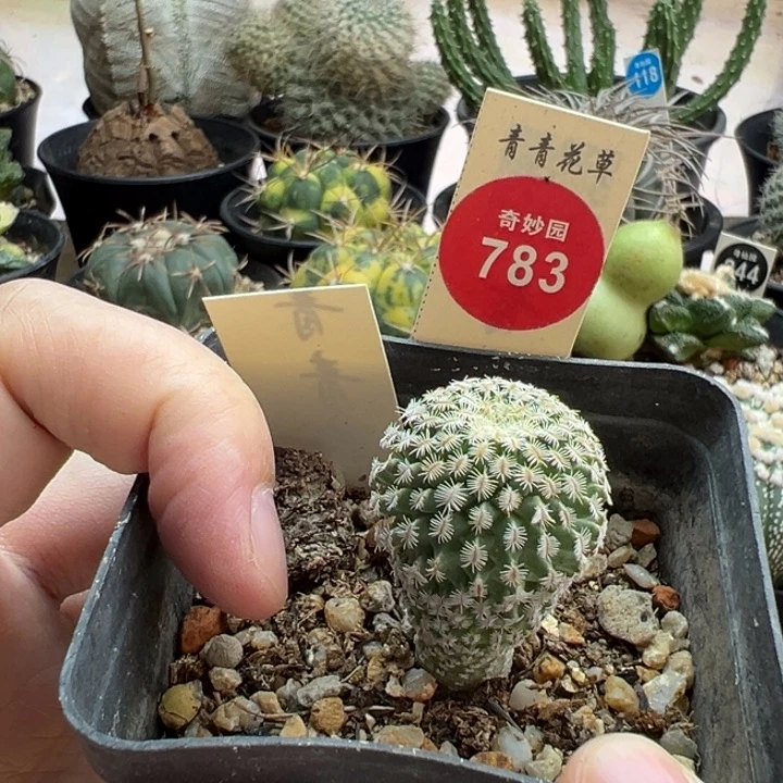 实生海胆娇丽2.4cm