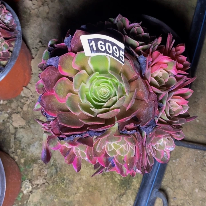 16095号黑魔锦法师