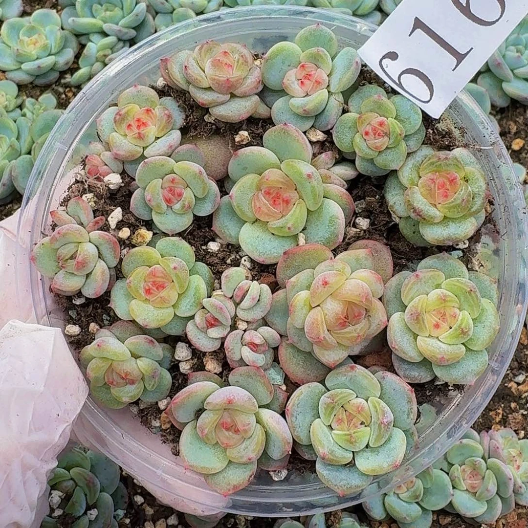奶***?多肉植物多肉植物616