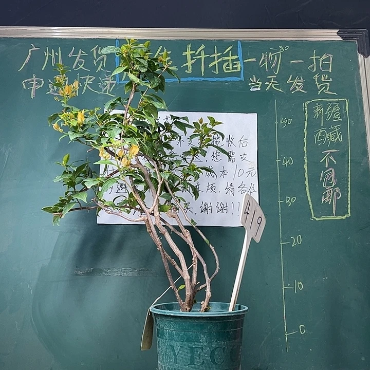 完全开放 65cm 苏瓦娜 原生小树头 419