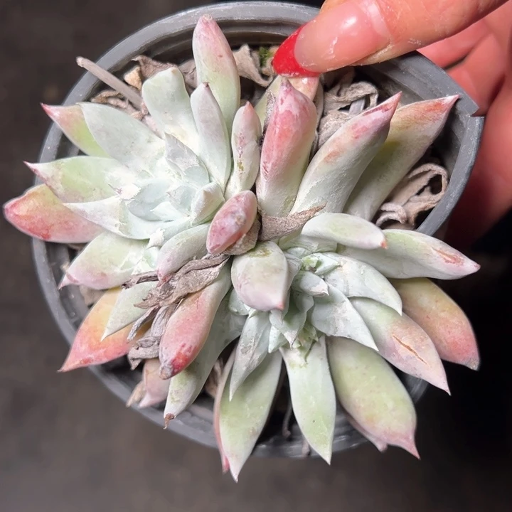 1365哈哈哈哈哈哈哈哈哈哈