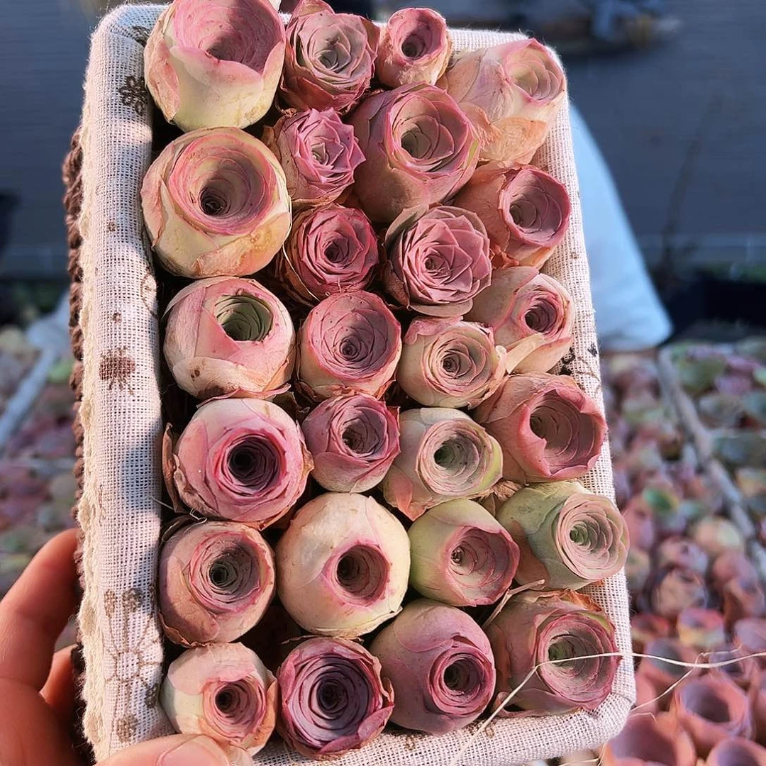 山地玫瑰文艺花篮。TT004