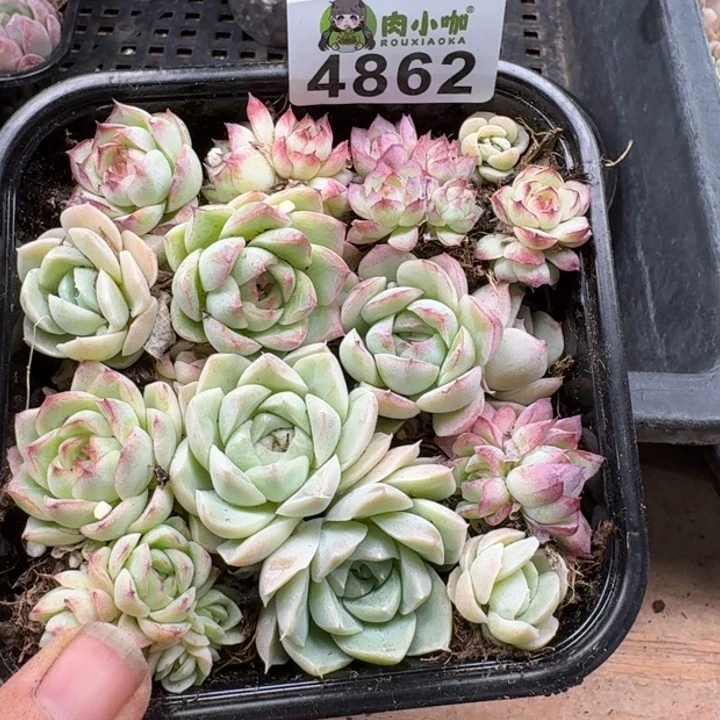 多肉植物多肉植物