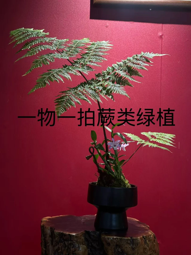 红磷蕨苔藓球红磷蕨水培植物直播间一物一拍