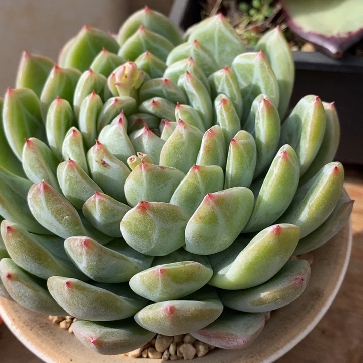 D377- 直播福利 雪花珍妮