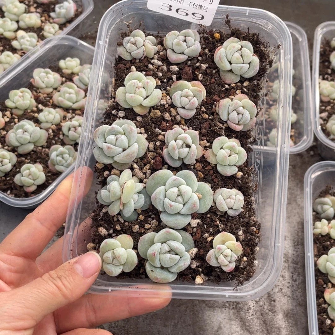 糕大上多肉植物369