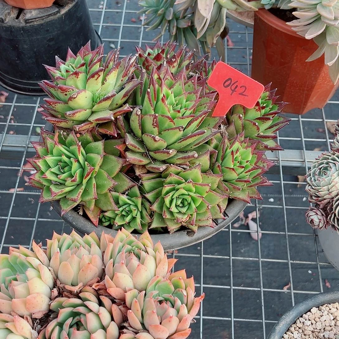 .*兔042口红多肉植物