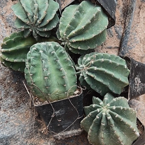 266处理六个仙人球的