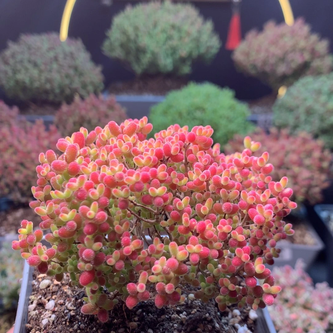 443蜜橘糖球开播福利。