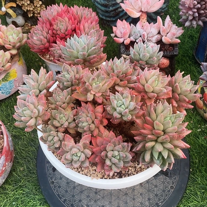 多肉植物、群生红蛋