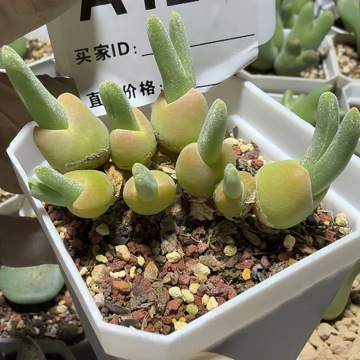 125。多肉植物的生长发育