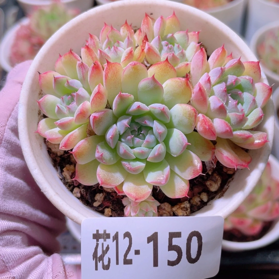 花利美12-150新品