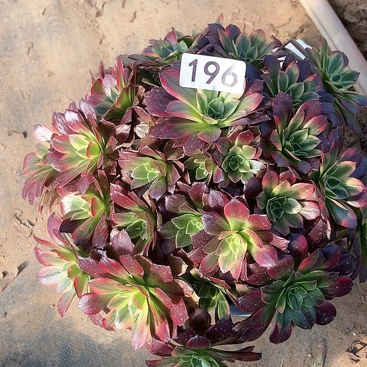 荷兰玫瑰锦196多肉不包断