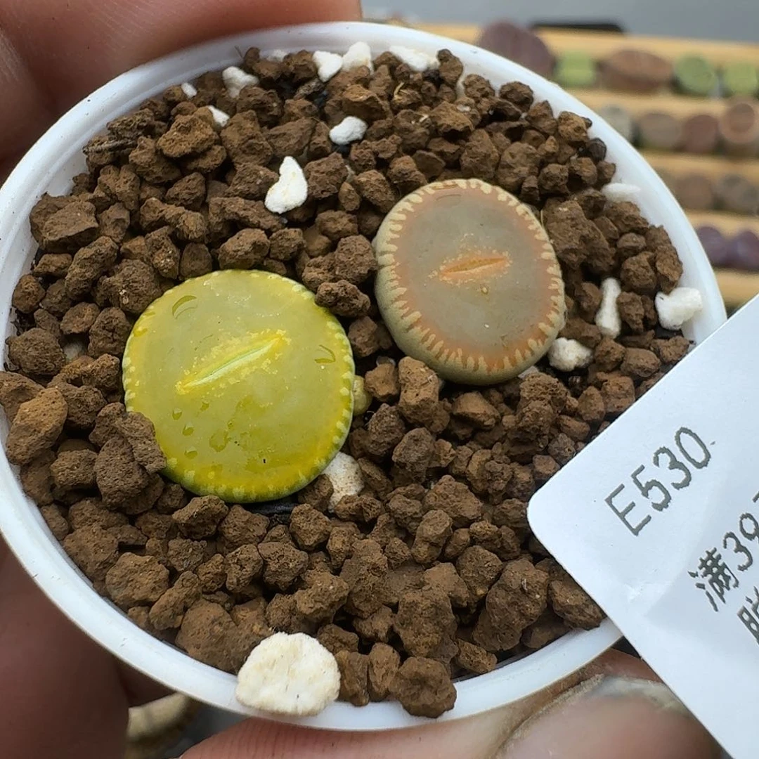 530哈哈哈哈哈哈哈