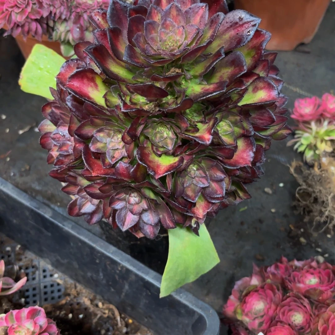 上****赞608多肉植物海王七彩无根