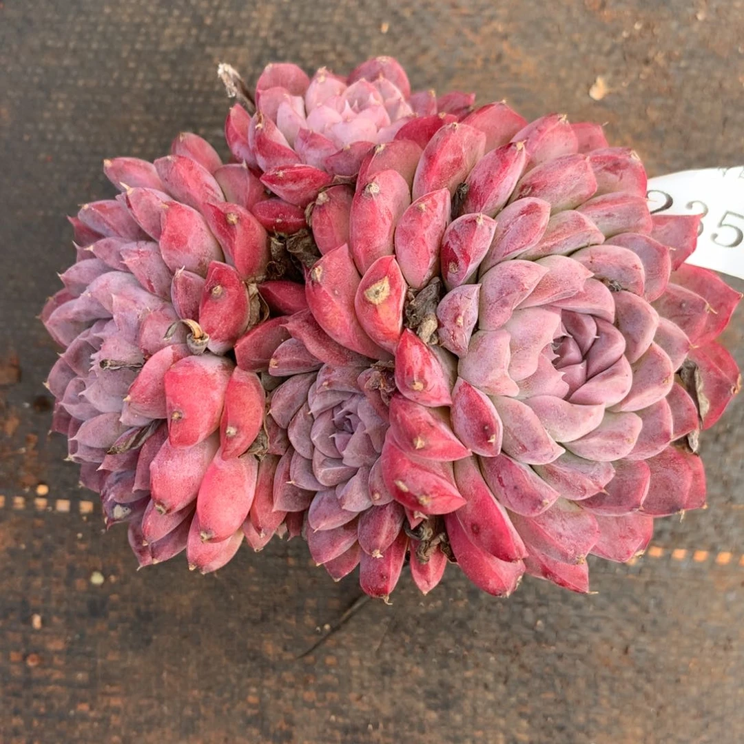 2351杂交精品基地12厘米