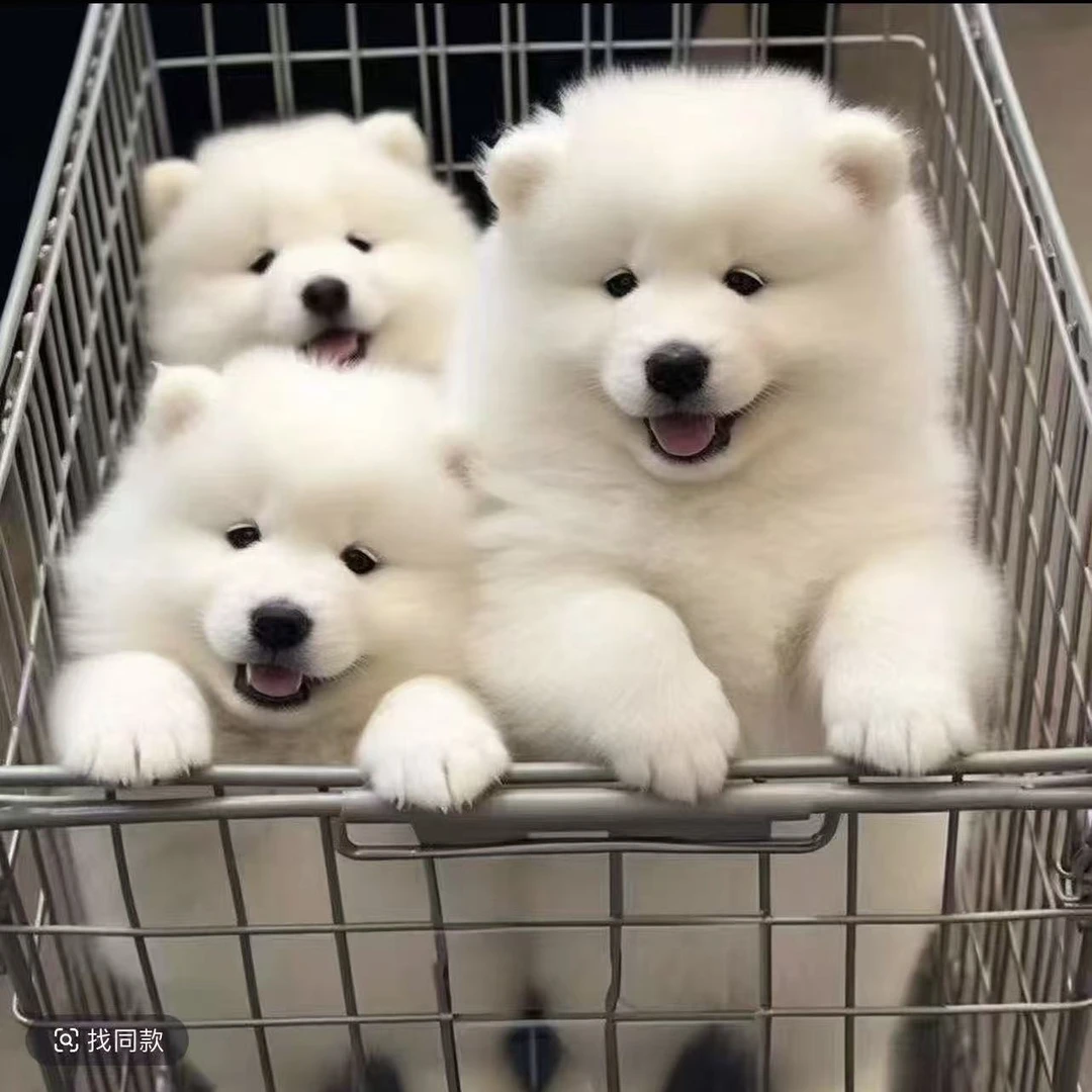 微笑天使萨摩耶活体狗狗