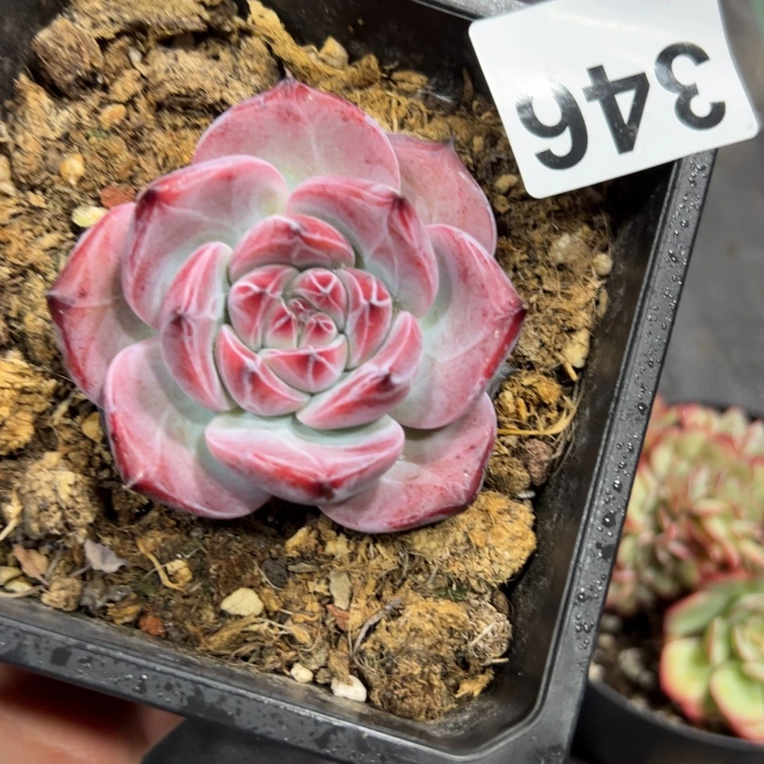 一***鹿346 多肉植物组合盆栽