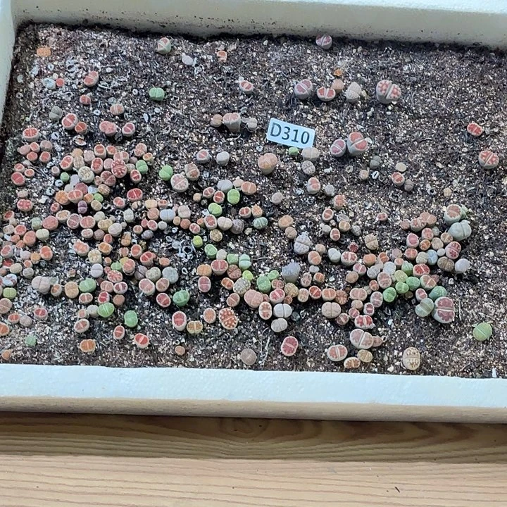 生310石花整筐脱土发货