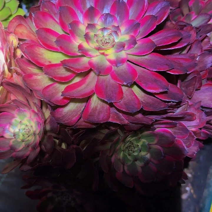 精品黑金刚墨娅捧花亏本福利