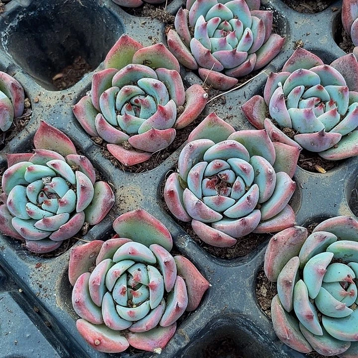 小吉娃娃1元带土发