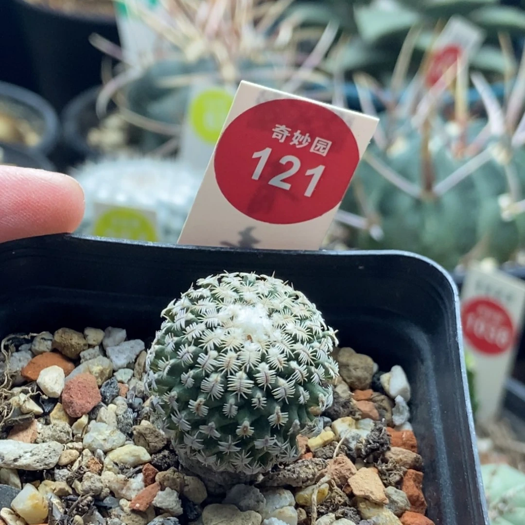 实生雪顶海胆娇丽2.3cm一棵仙人球