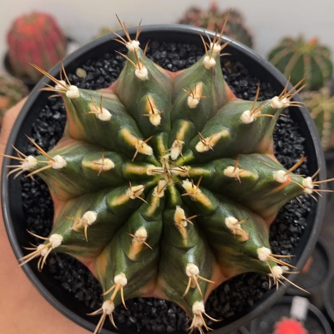 泰系全品米哈—带盆土发货9