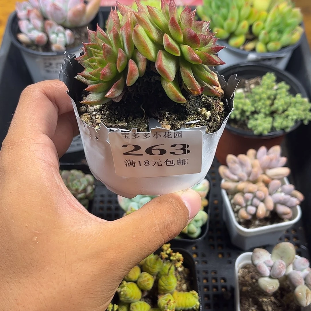 双头海螺到手一颗一物一拍满18包邮满26送一颗精品小肉