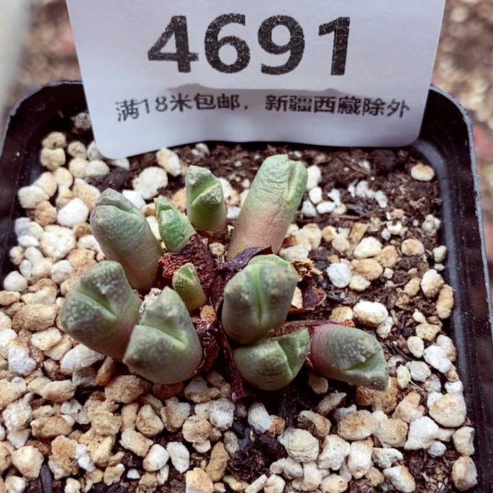 4691。