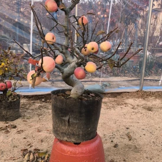 无花朵游龙精品苹果盆景