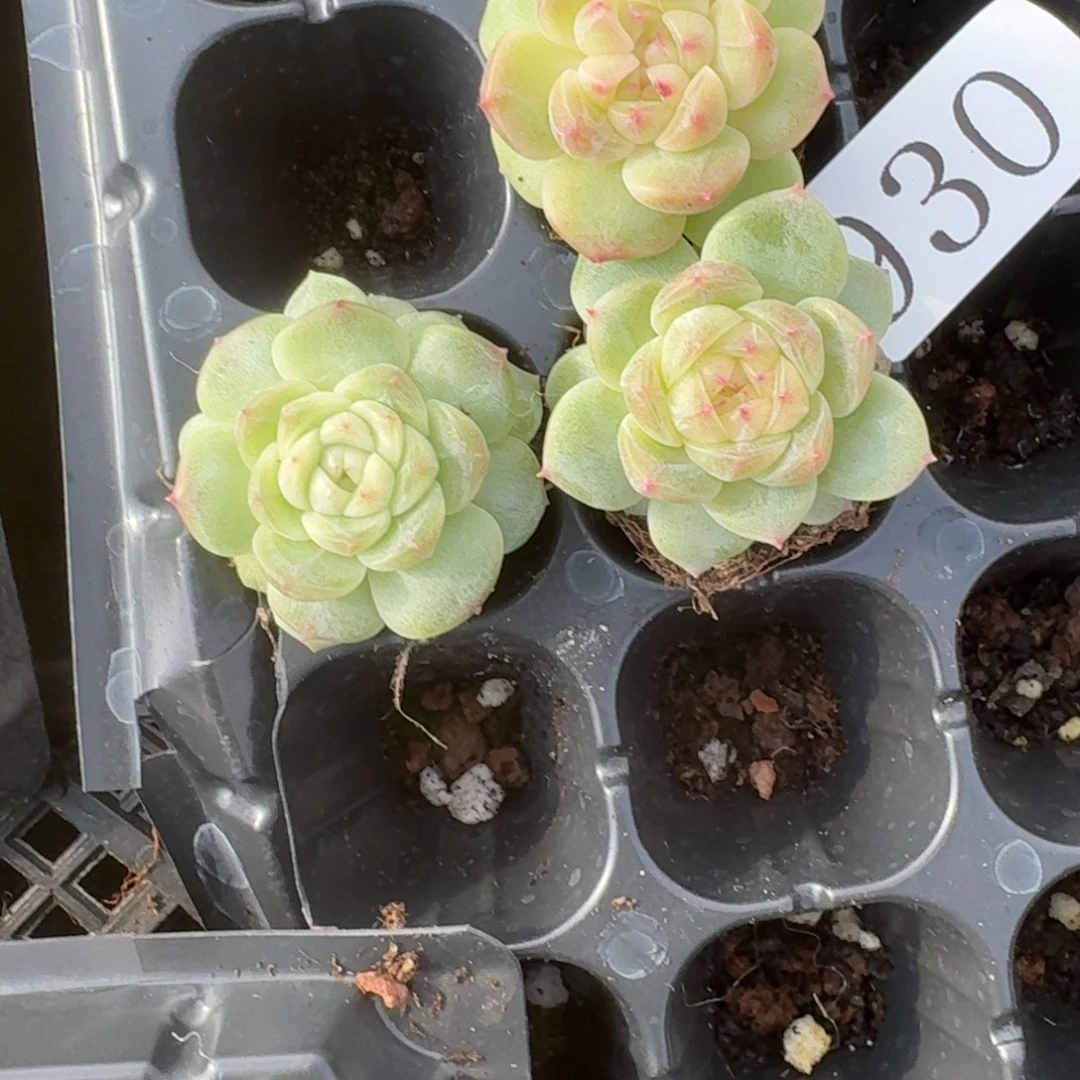 多肉植物多肉植物930
