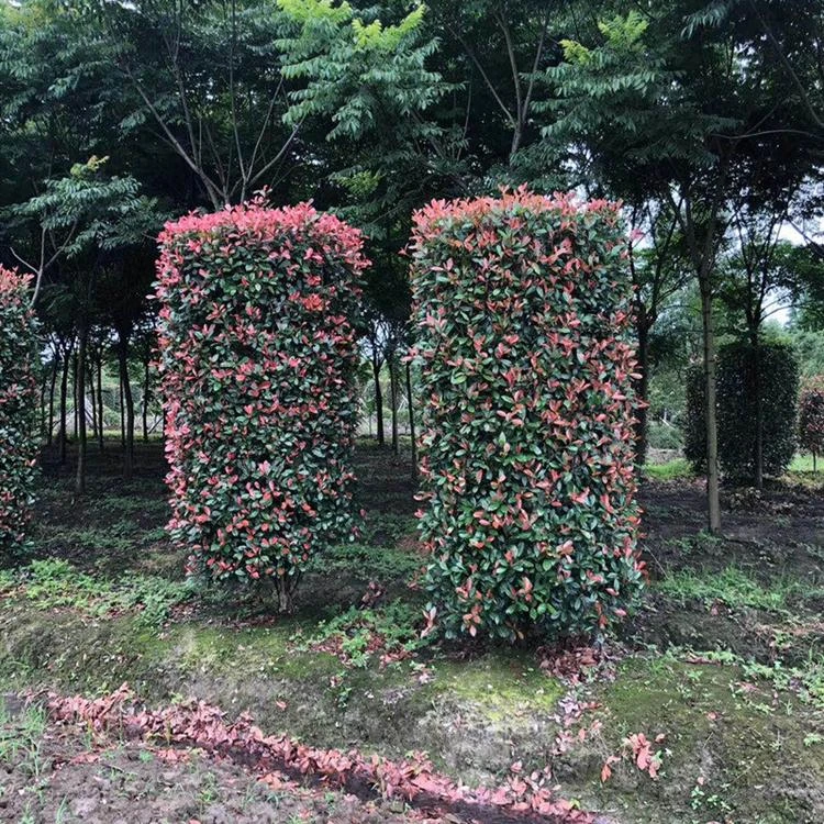 红叶石楠柱 石楠球 小区工程绿化绿篱植物庭院篱笆小苗红叶石楠树