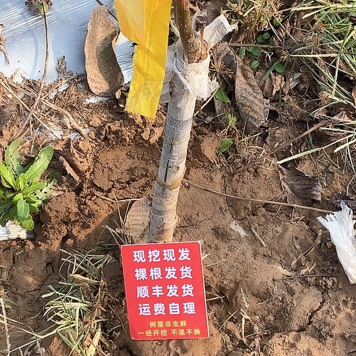 ༺***༻文玩核桃吊坠南疆