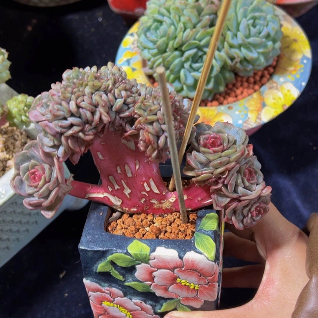 我***婆珍妮小树缀天天开心