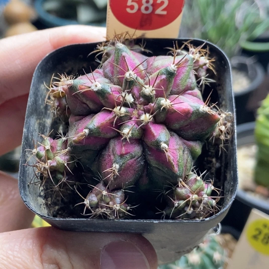 实生海神锦群一颗