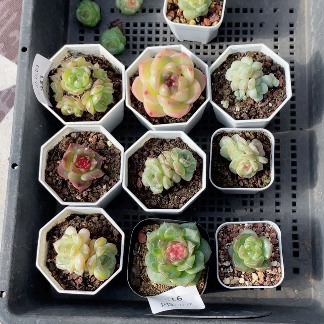 M***J72号糖心冰心珍妮13