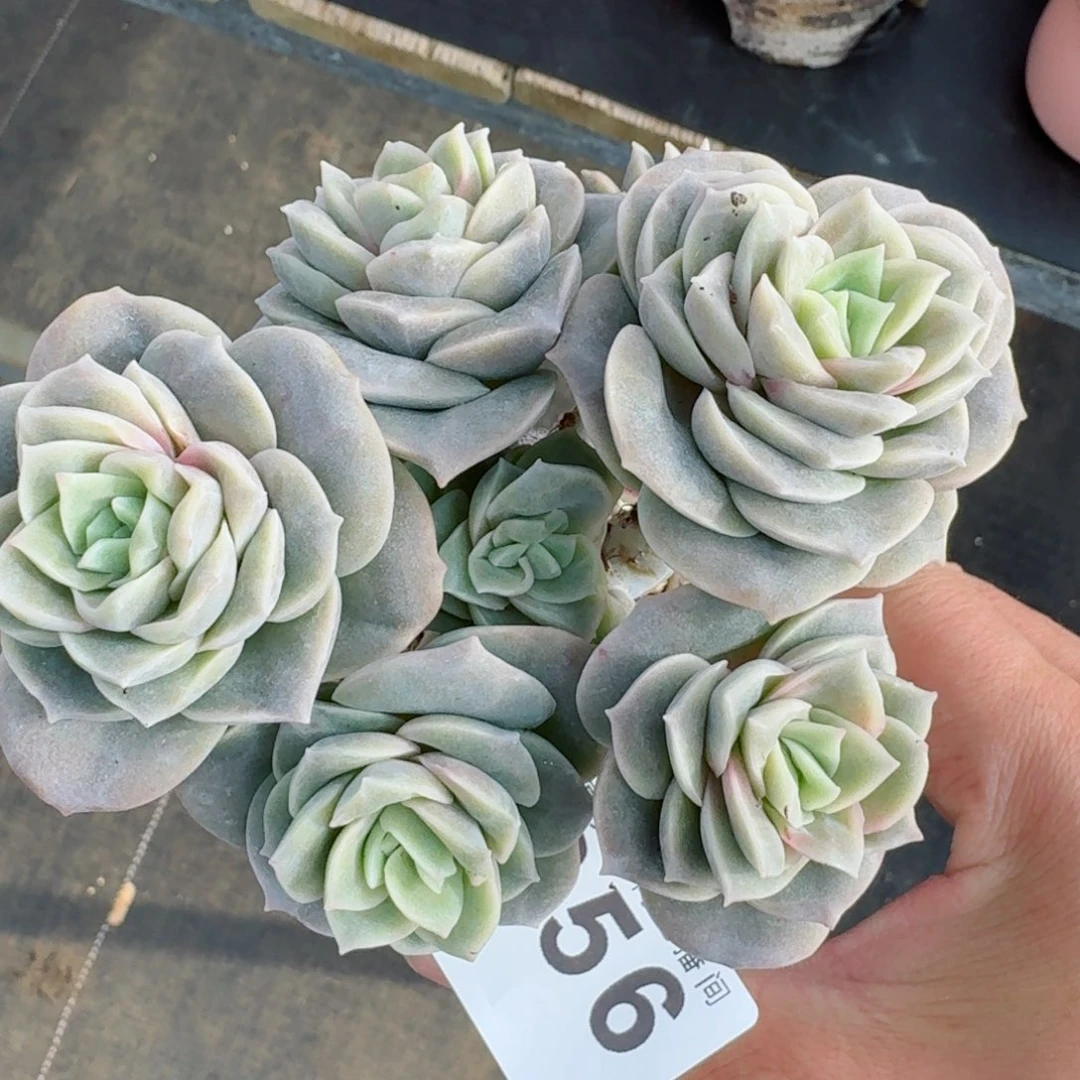 可爱玫瑰      愿你一路坦途，乘风破浪展宏图