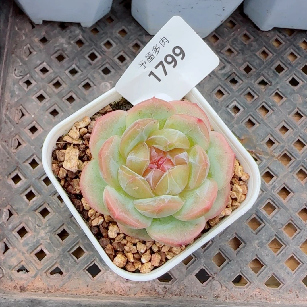 栀子花，1799多肉植物