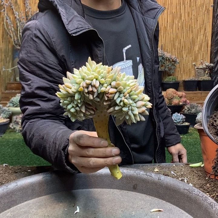 王****474 号淡雪多肉植物